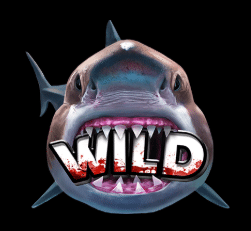 6 wild sharks 2